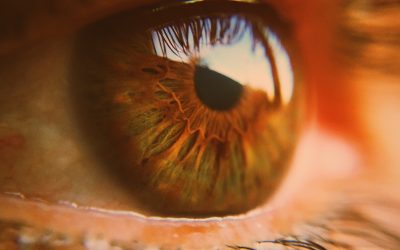 EL MAPA DE CÉLULAS DE LA RETINA PODRÍA AVANZAR EN TERAPIAS PRECISAS PARA ENFERMEDADES QUE CAUSAN CEGUERA